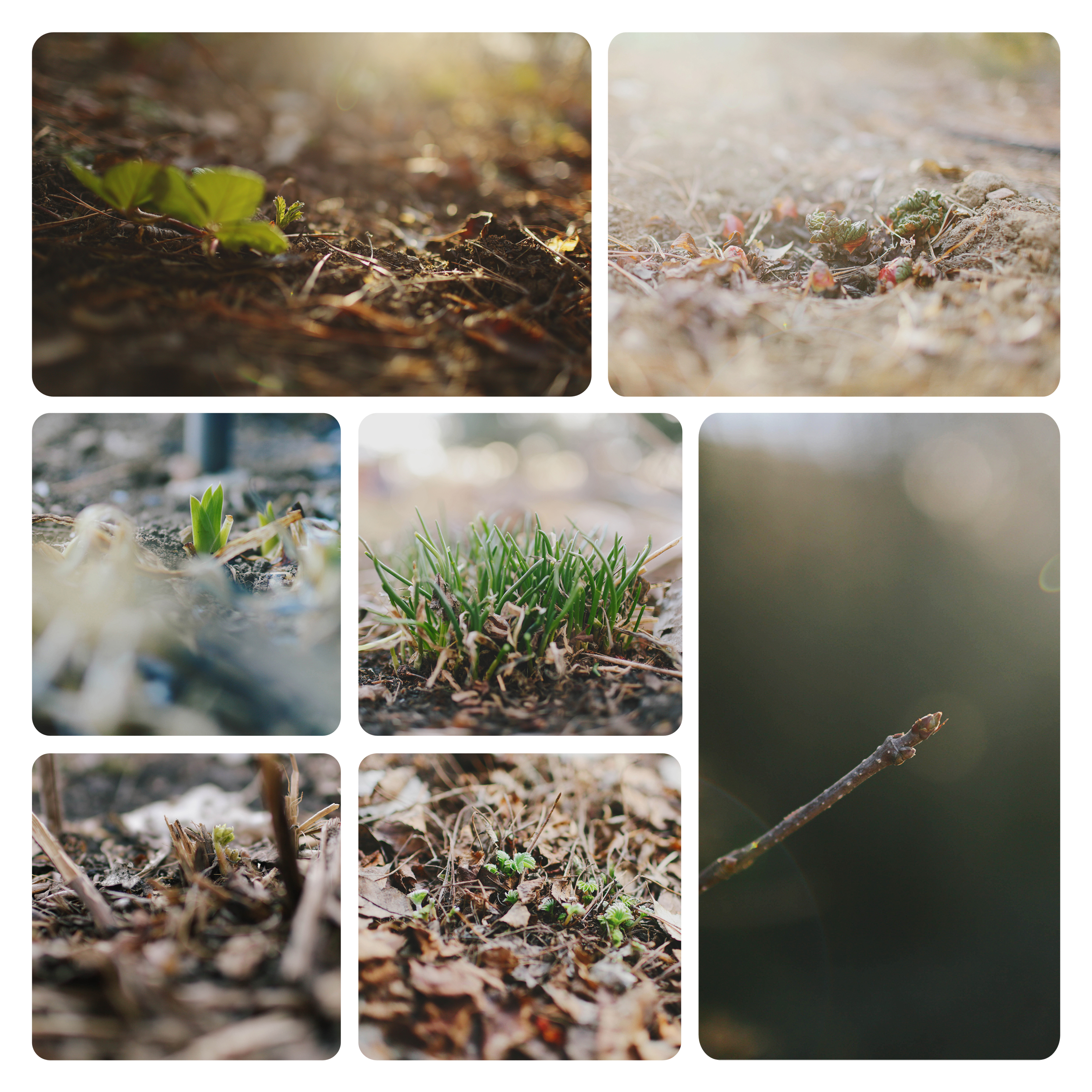 march garden