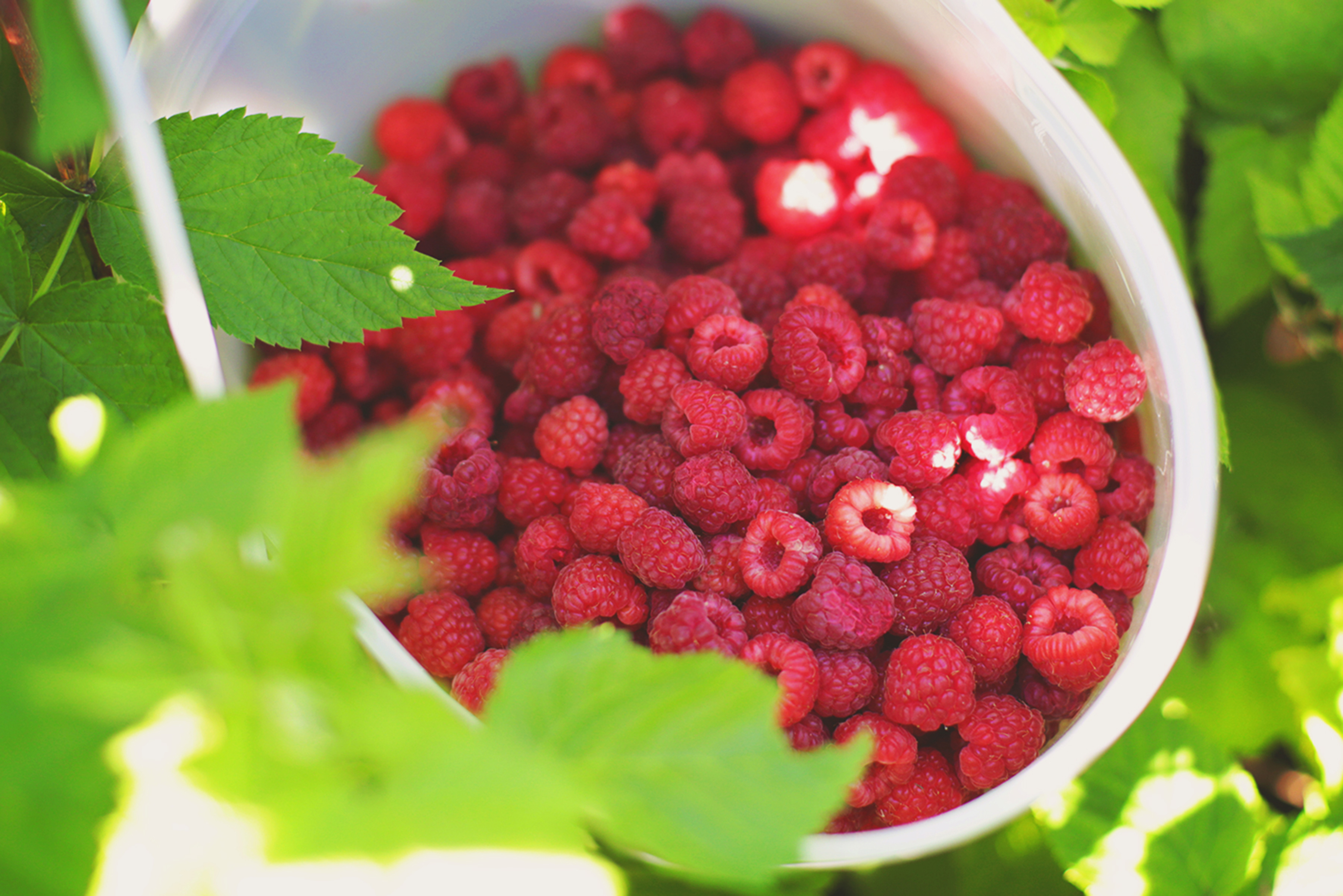 picking raspberries b