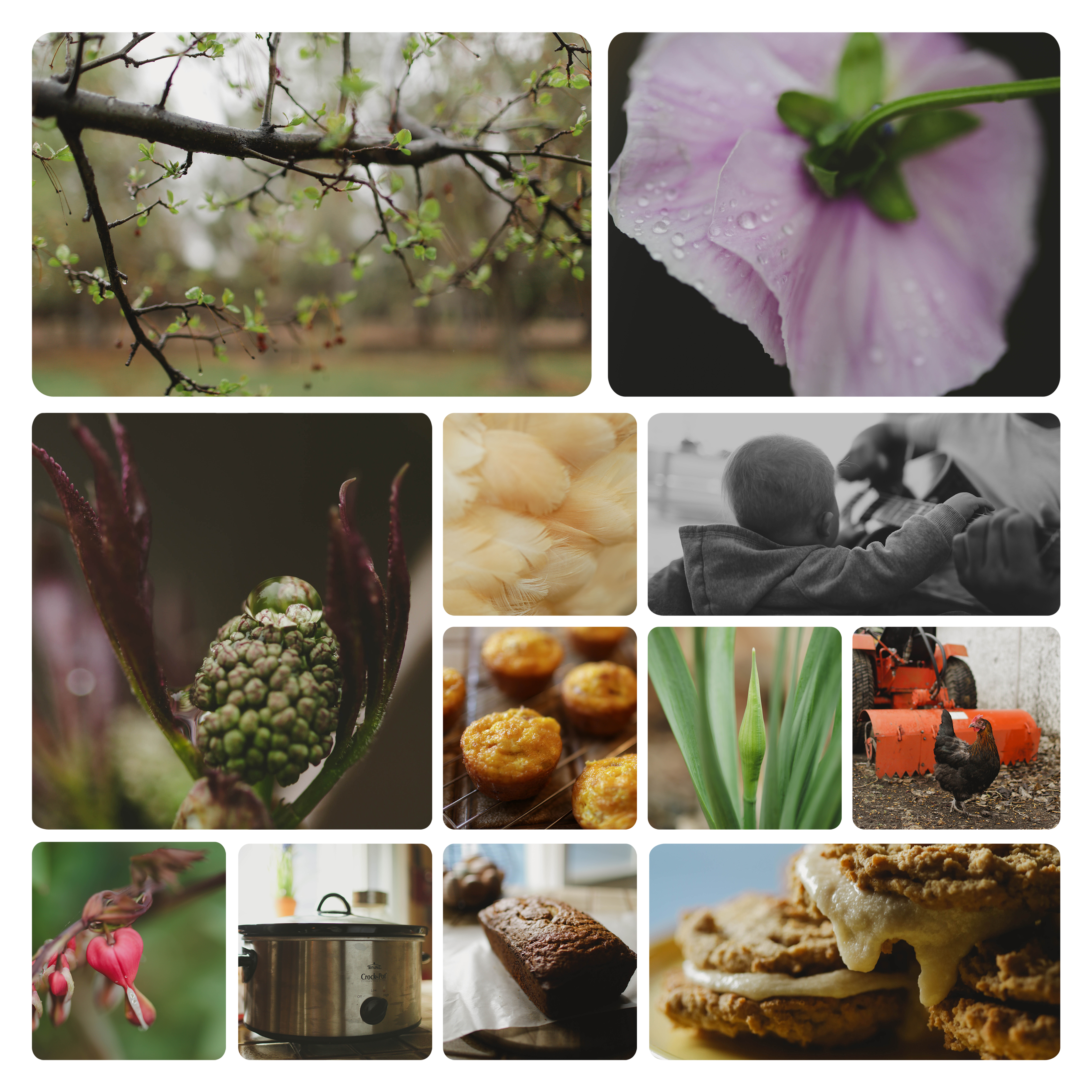 Rainy Spring Days » The Farmgirl Diaries
