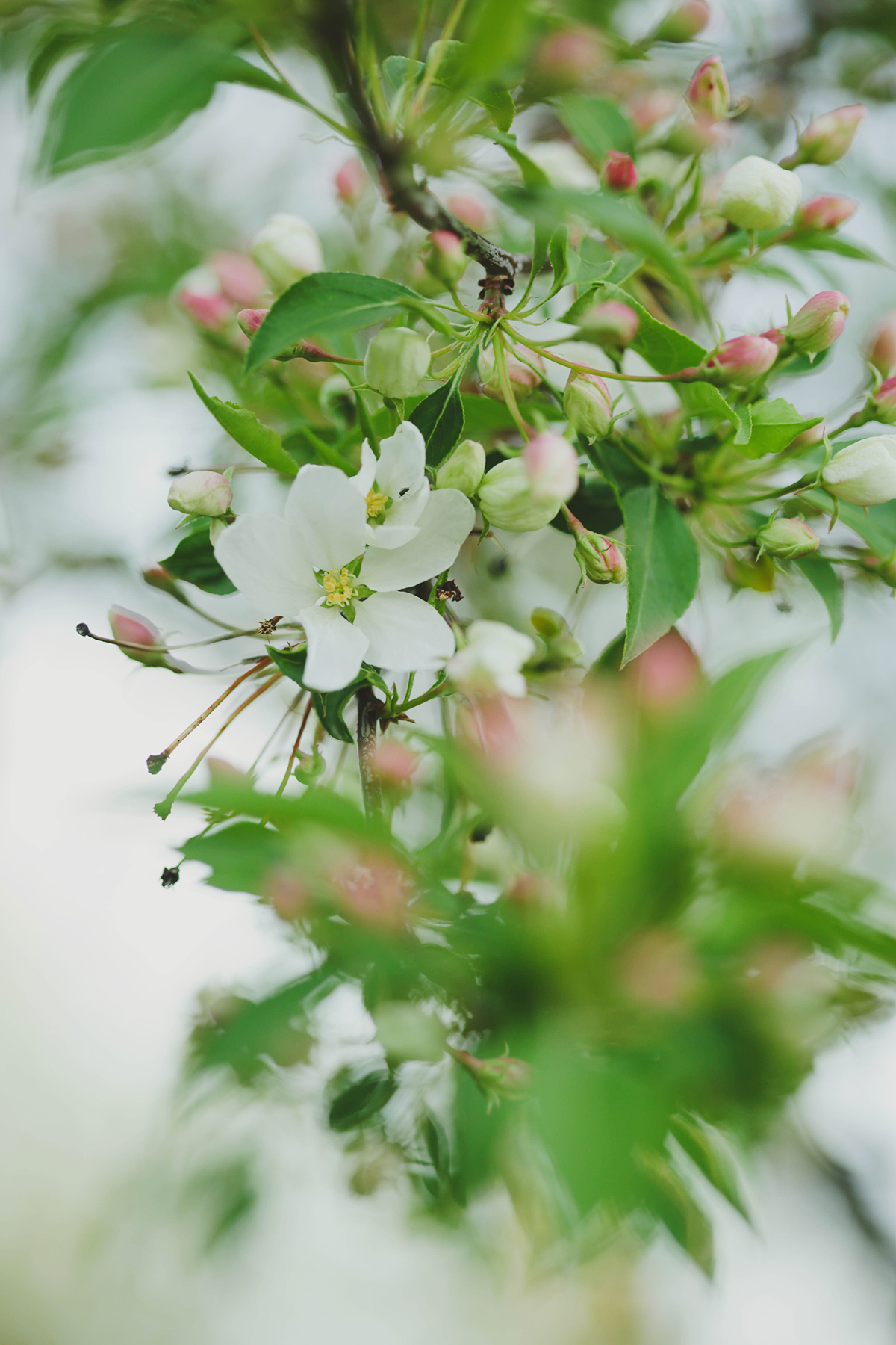 May blossoms » The Farmgirl Diaries